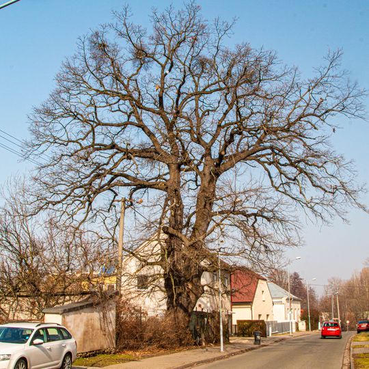Quercus robur