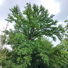 Natural monument oak (Quercus)