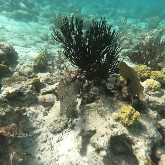 Waterlemon Cay Beach