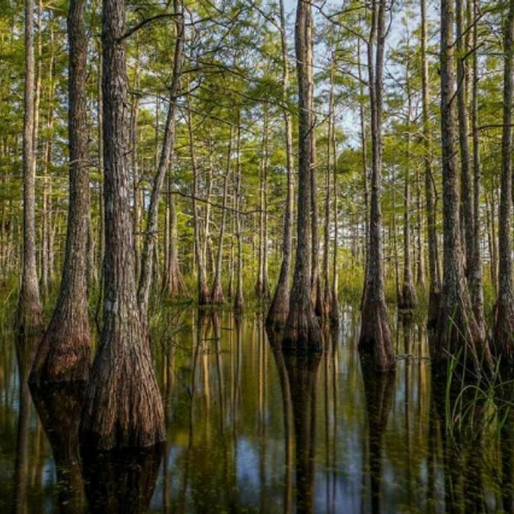 Big Cypress National Preserve