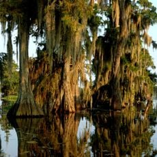 Louisiana Swamps