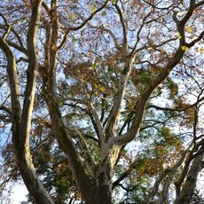 Platan javorolistý v Protivíně