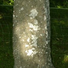 Uppland Runic Inscription 482