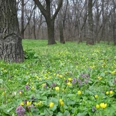 Орлівщанські дубові насадження