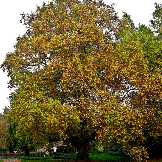 Platane Siebeneichen