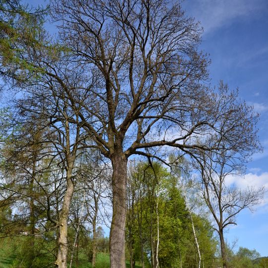 Jasan v Husově ulici