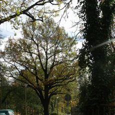 Naturdenkmal  [[Eichen|Eiche]]-[[Stieleiche]] (''Quercus robur'') Nr. 4 Ostrower Damm in Mitte