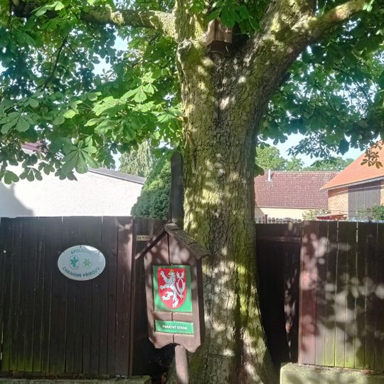 Jírovec v Němčovicích