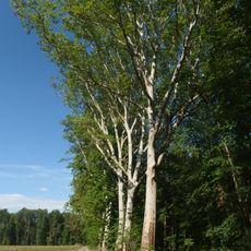 Stromořadí platanů,dubů a jírovců - Mucharov Strážnice