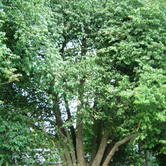 Antakalnio dešimtkamienė liepa