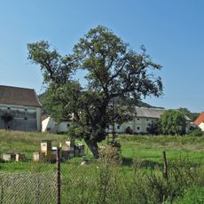 Bělušice