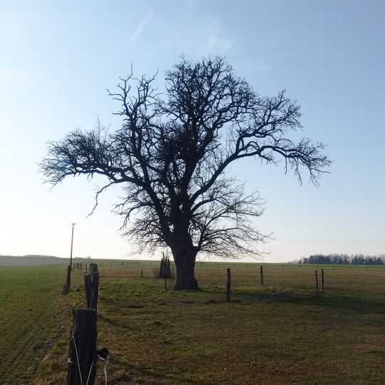 Hrušeň v Novákově zahradě