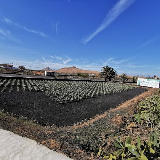Finca Canarias Aloe Vera La Oliva