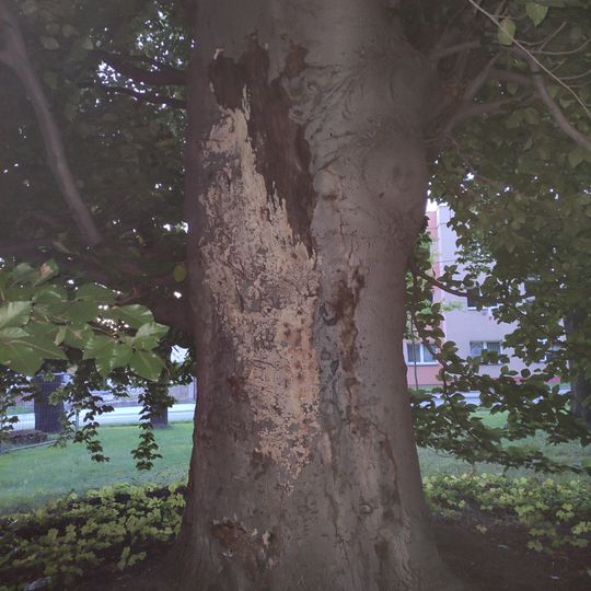 Buk v parčíku u polikliniky