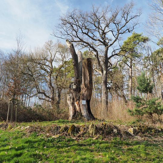 Feldahorn im Gewann Böfinger Halde