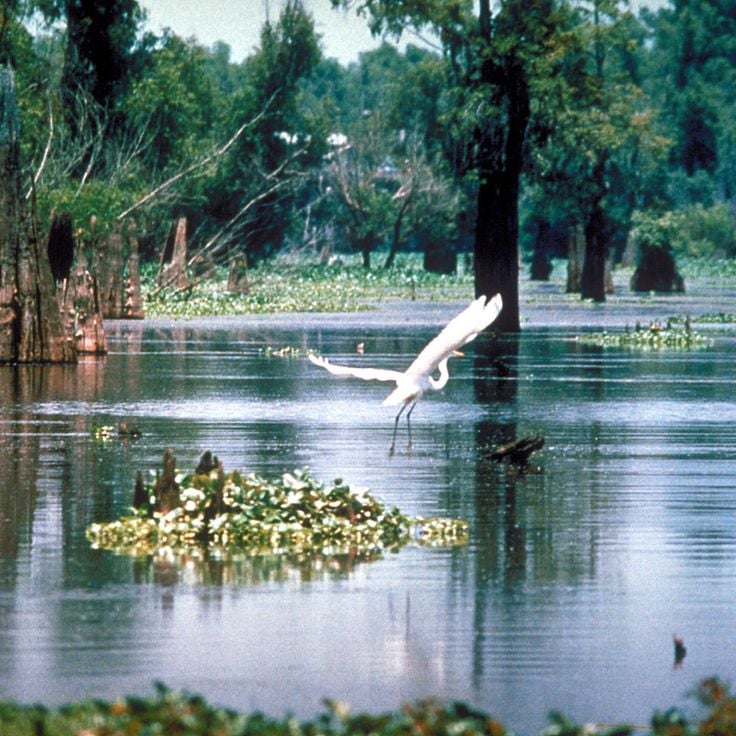 Atchafalaya National Wildlife Refuge