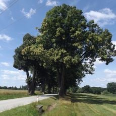 Památné lípy v alejích u Červené Lhoty