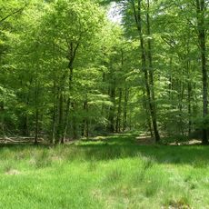 Réserve naturelle nationale de la forêt domaniale de Cerisy