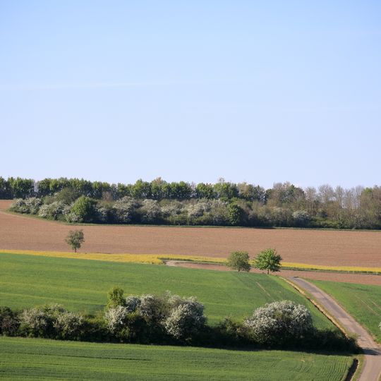 Feldgehölz „Kirschenberg“