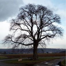 1 Linde (Hungerlinde)