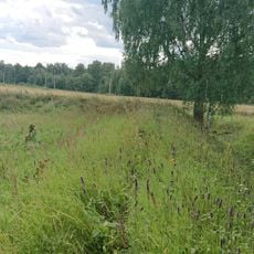 Реданы (три) (Тарутино)