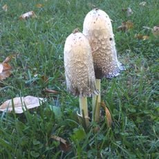 Starhill Forest Arboretum
