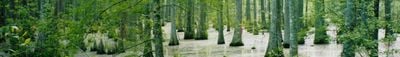 Panoramic View 0
