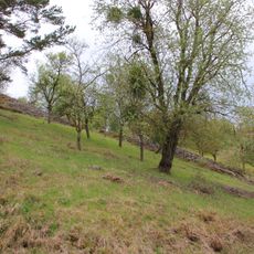 Pflanzenstandort Oberer Berg