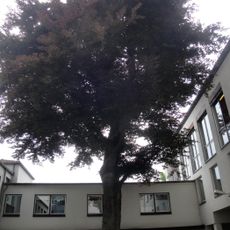 Natural monument 611.086 in Kassel