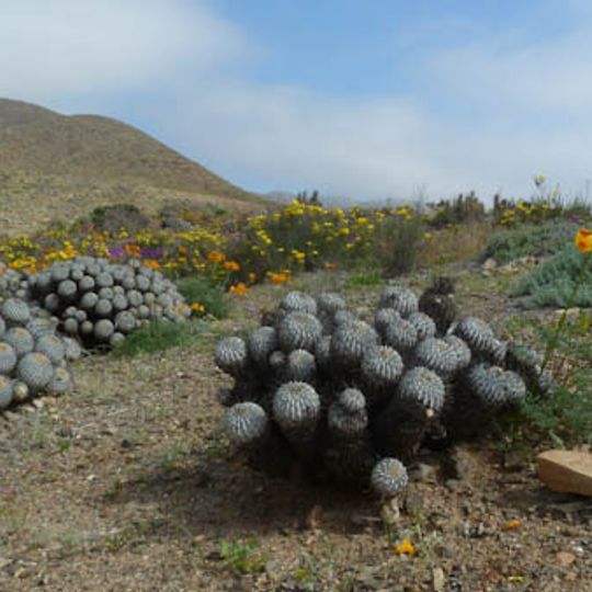 Llanos de Challe National Park