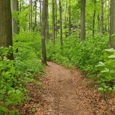 Naturnahe Waldzelle Abt.11 Hospitalwald