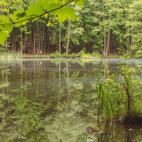 Staatsforst Saarbruecken