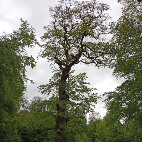 Dicke Eiche von Selters