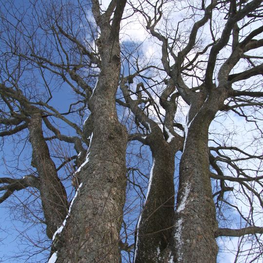 Klen v Příchovicích