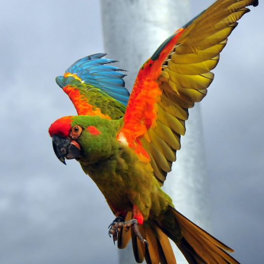 Zoológico de Fauna Sudamericana