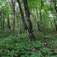 Nasu Heisei-no-mori Forest