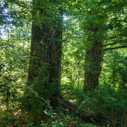 Two Quercus robur into Pfarrholz Weltewitz