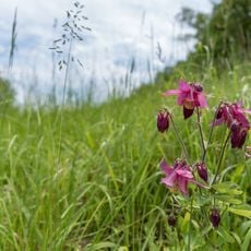 Hemsberg von Bensheim-Zell