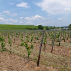 Erbacher Steinmorgen