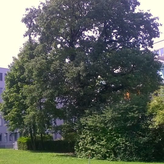 Stieleiche am Europaplatz