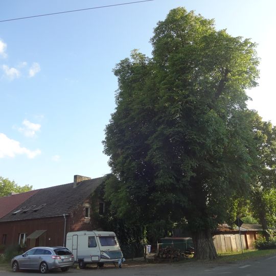 Naturdenkmal Rosskastanie Dahme, Ortsausgang nach Zagelsdorf; Flur 12, Flurstück 320 in Dahme/Mark