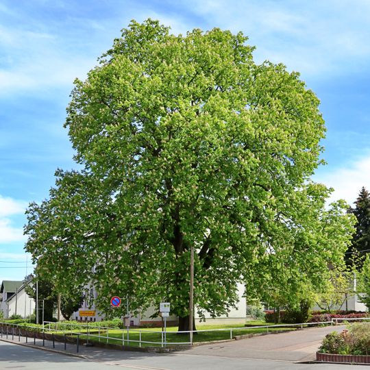 Rosskastanie in Taura