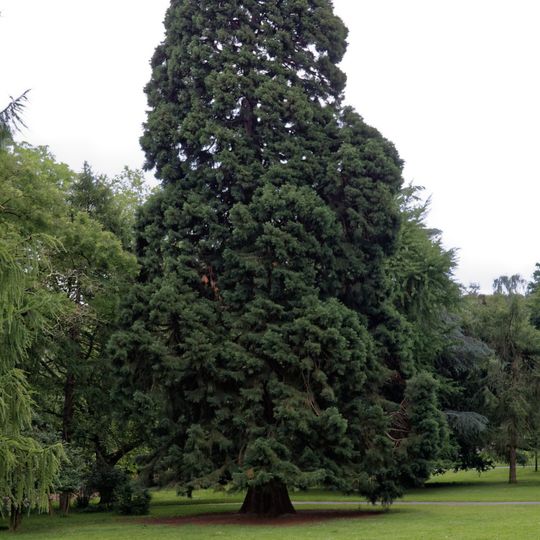 Mammutbaum im Aachener Stadtgarten