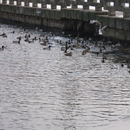 Nyamiha River