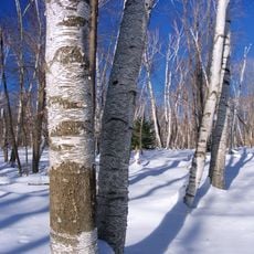 Quehanna Wild Area