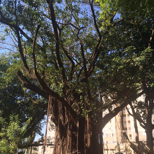 Parque Municipal Ursulina de Andrade Mello