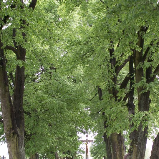 Lipová alej kolem příjezdové komunikace a na hřbitově v Nové Říši