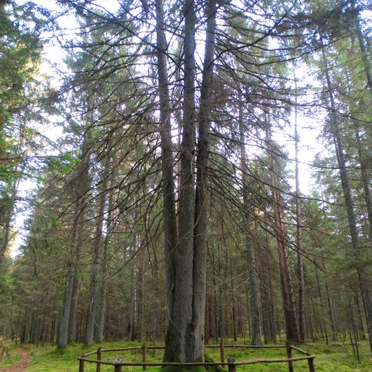 Laumių miško keturkamienė eglė