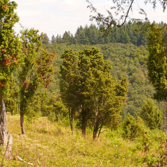 Wacholdergelände bei Bleckhausen