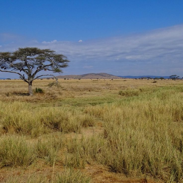 Parque Nacional del Serengeti